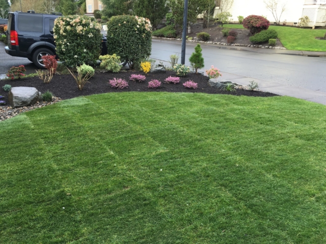 New Sod Lawns