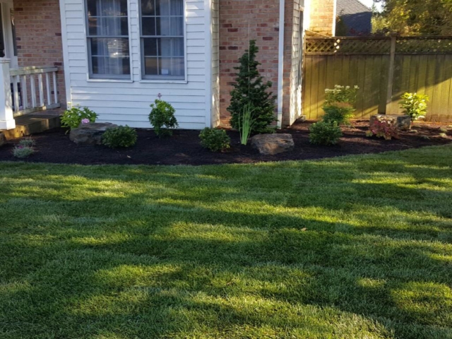 New Sod Lawns