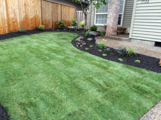 New Sod Lawns