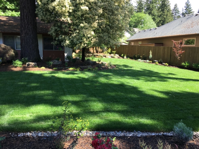 New Sod Lawns